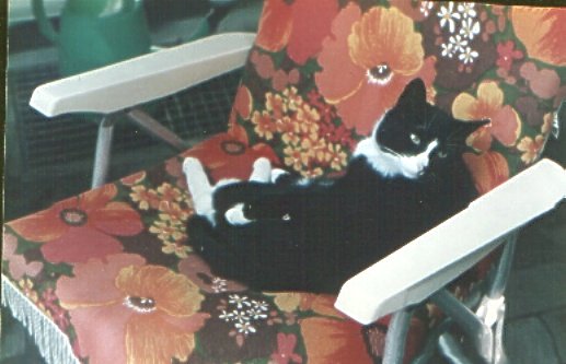 Katze Maxi auf Sessel